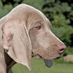 WEIMARANER 6