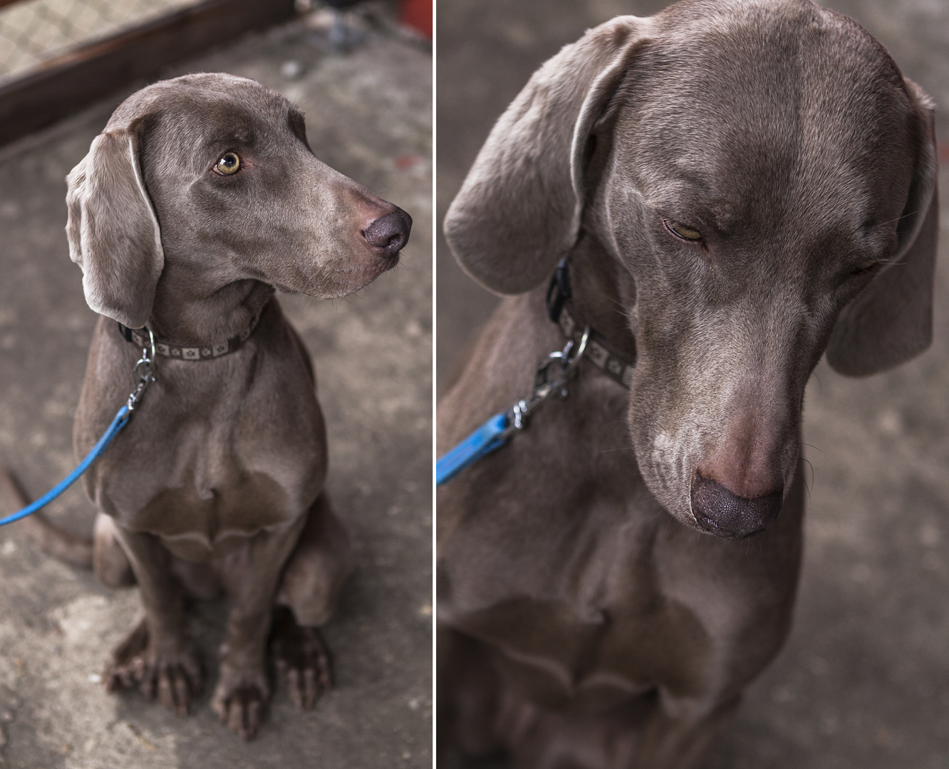 Weimaraner