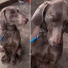 Weimaraner