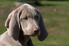 WEIMARANER 7