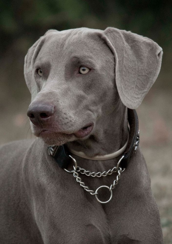 weimaraner