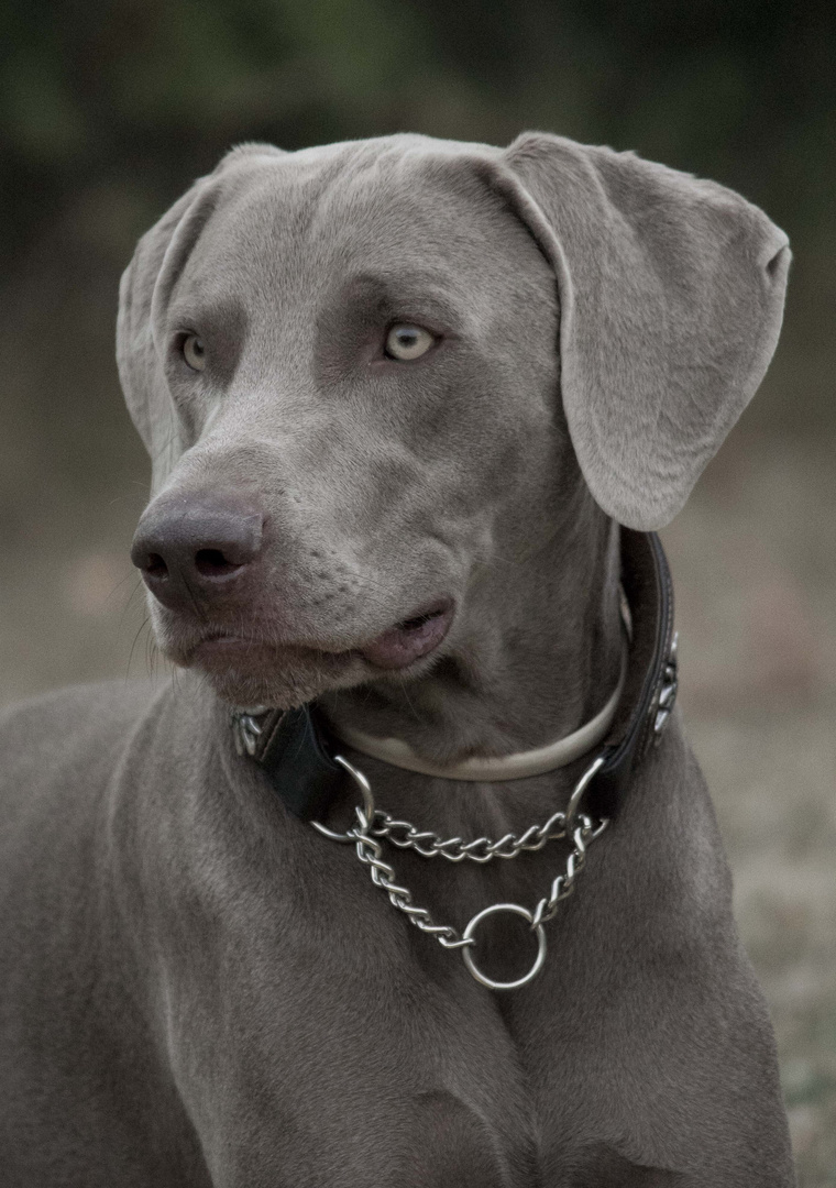 weimaraner