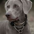 weimaraner