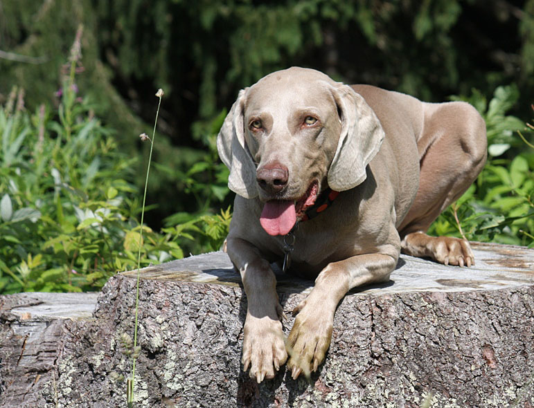 - Weimaraner -