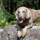 - Weimaraner -