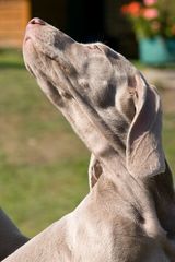 WEIMARANER 8