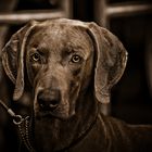 Weimaraner