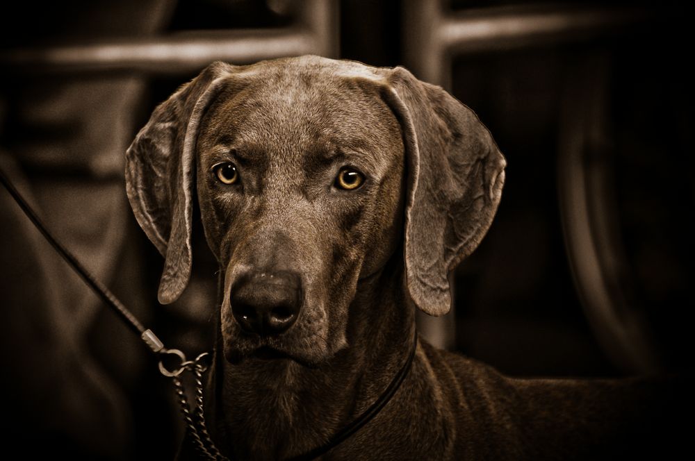 Weimaraner