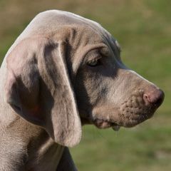 WEIMARANER 9