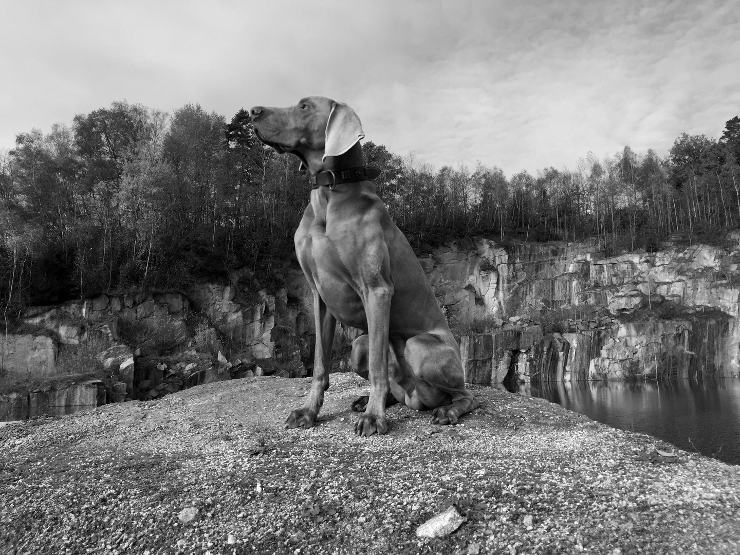 Weimaraner