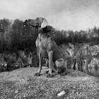 Weimaraner