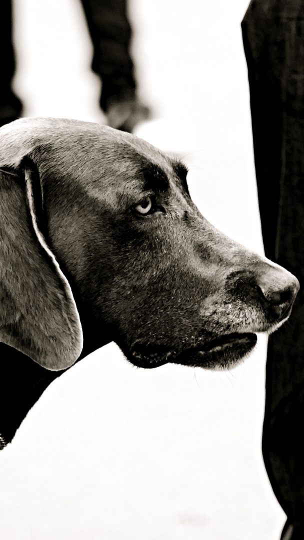 Weimaraner 