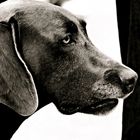 Weimaraner 