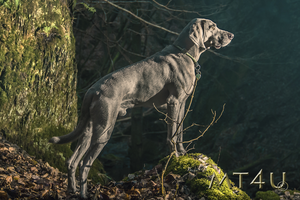 Weimaraner am Donnerloch MT4U