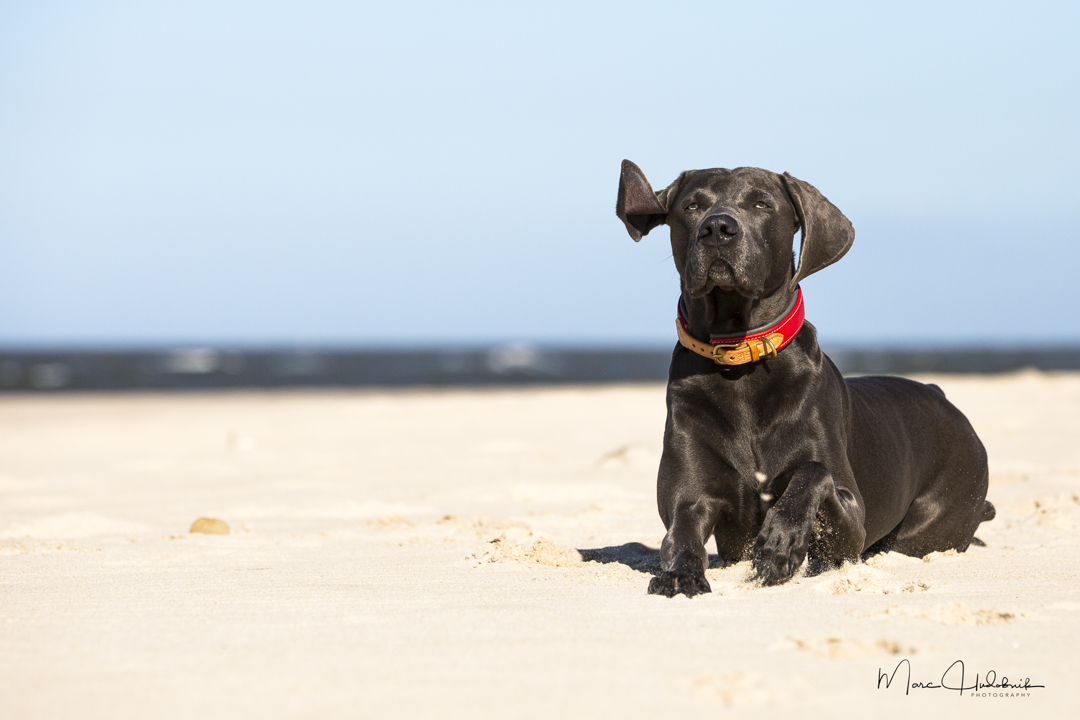 Weimaraner am Strand