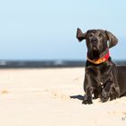 Weimaraner am Strand