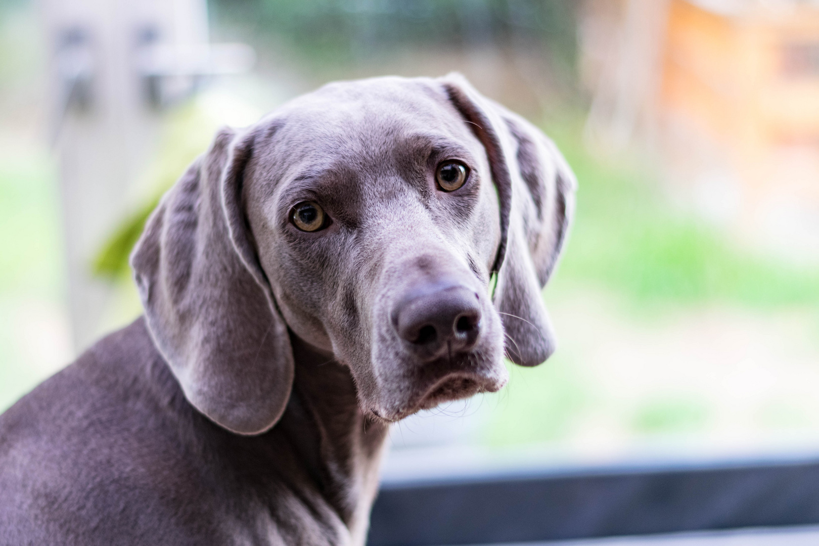 Weimaraner