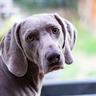 Weimaraner