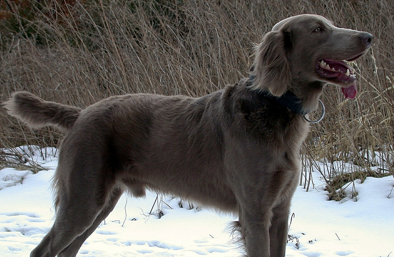 Weimaraner