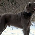 Weimaraner