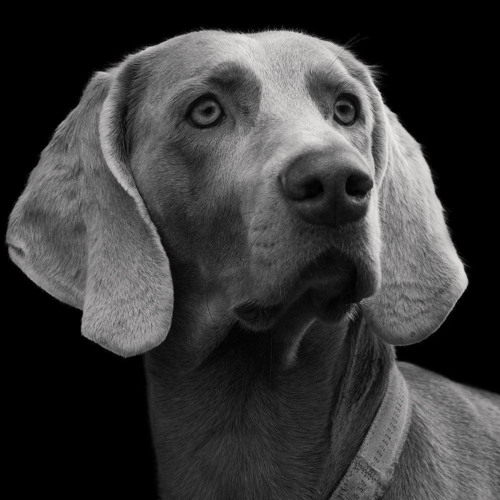 Weimaraner