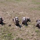 Weimaraner-Familientreffen