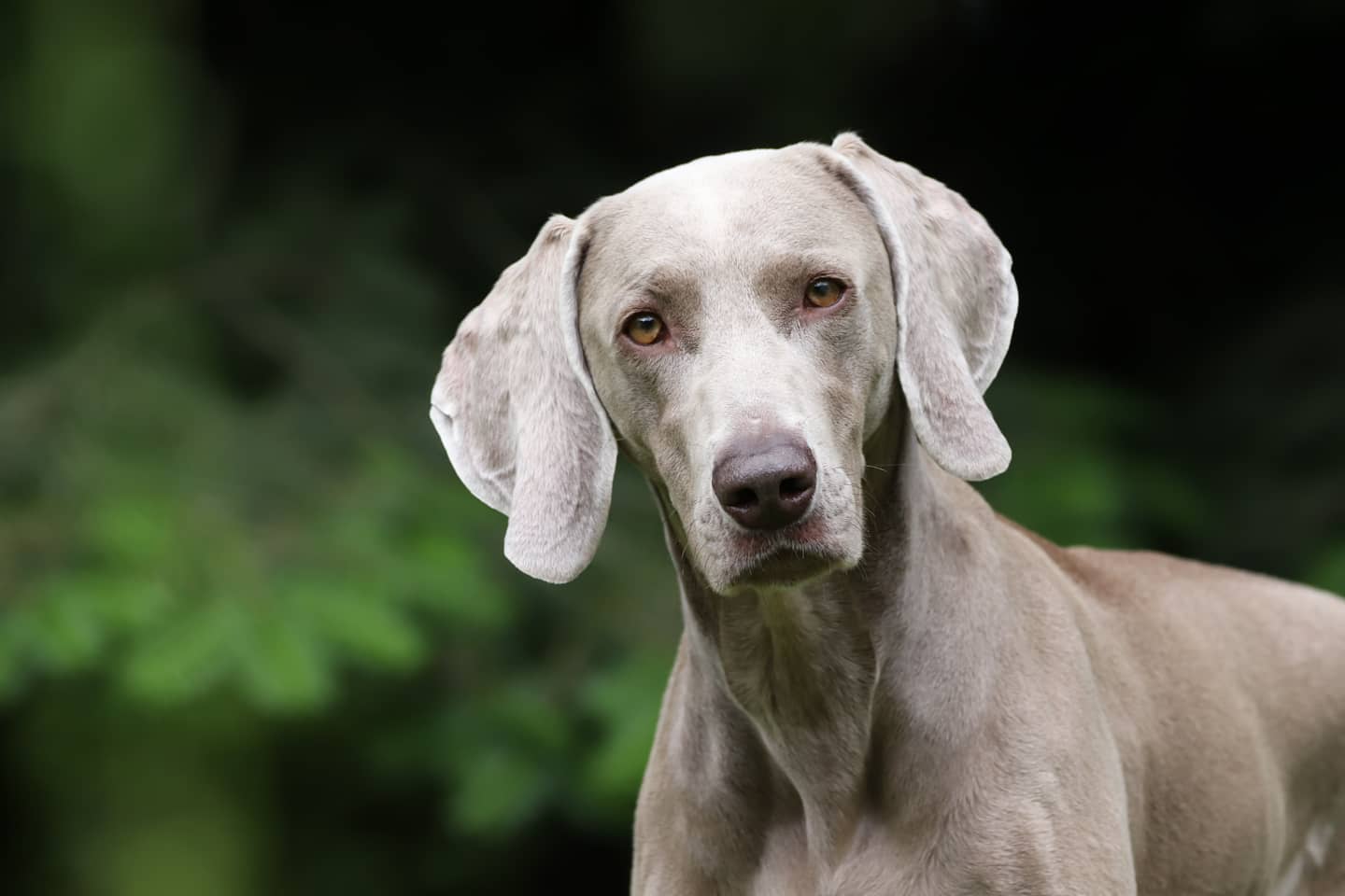 Weimaraner