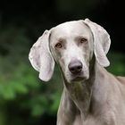 Weimaraner