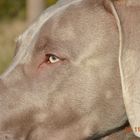 Weimaraner