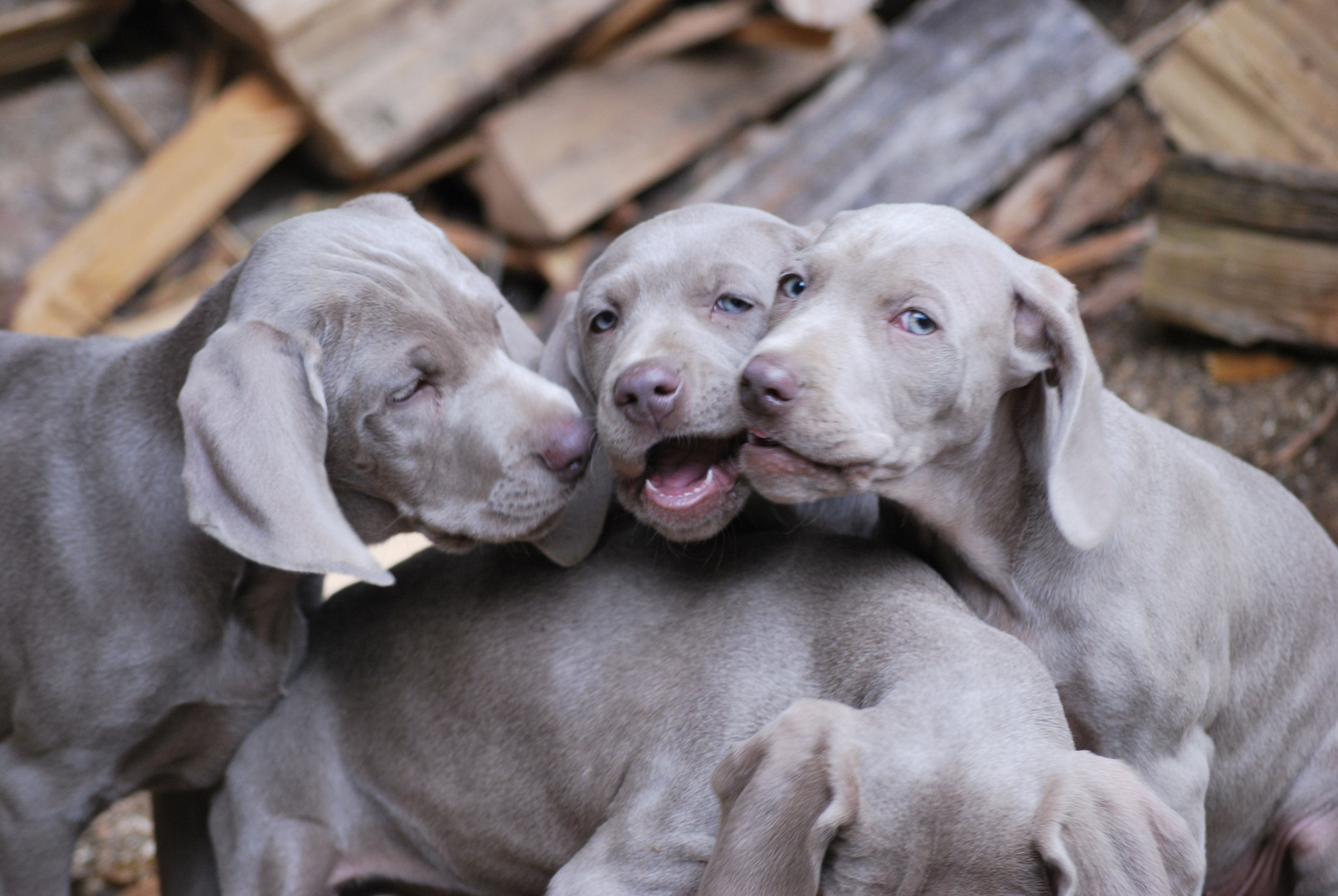 Weimaraner Geschwister