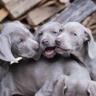 Weimaraner Geschwister