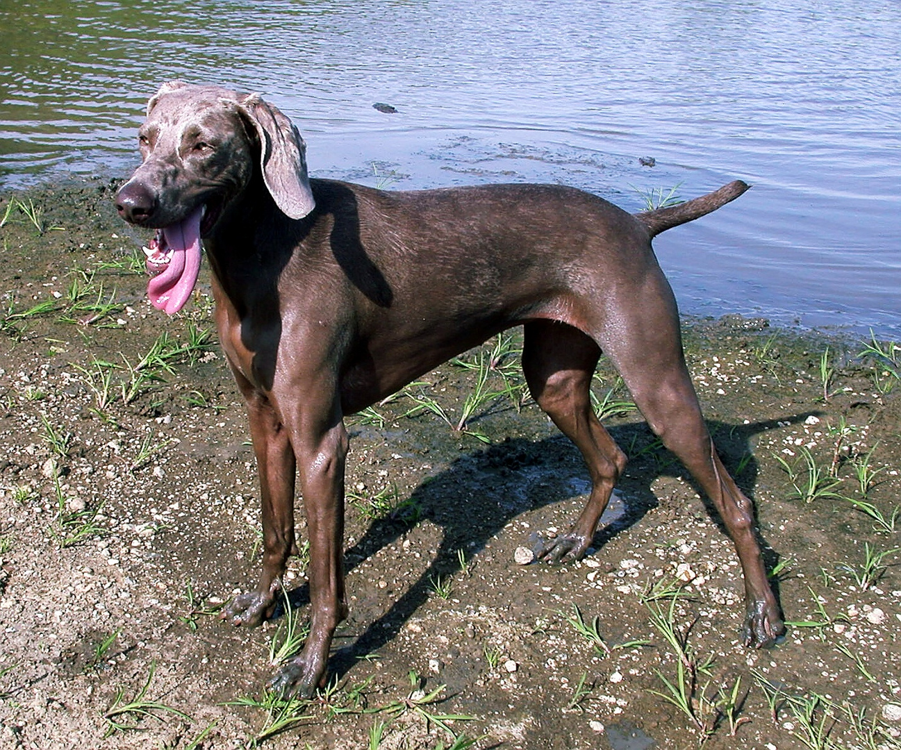 Weimaraner - hoffentlich wirds bald Sommer