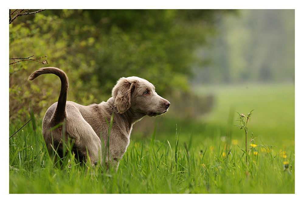 Weimaraner Hündin