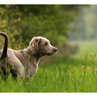 Weimaraner Hündin