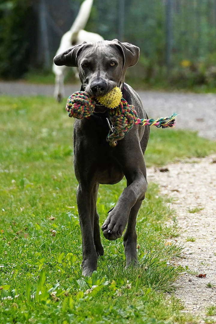 Weimaraner Hündin