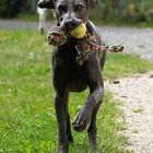 Weimaraner Hündin