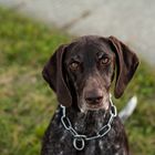 Weimaraner Hund Milla