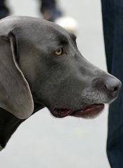 Weimaraner II