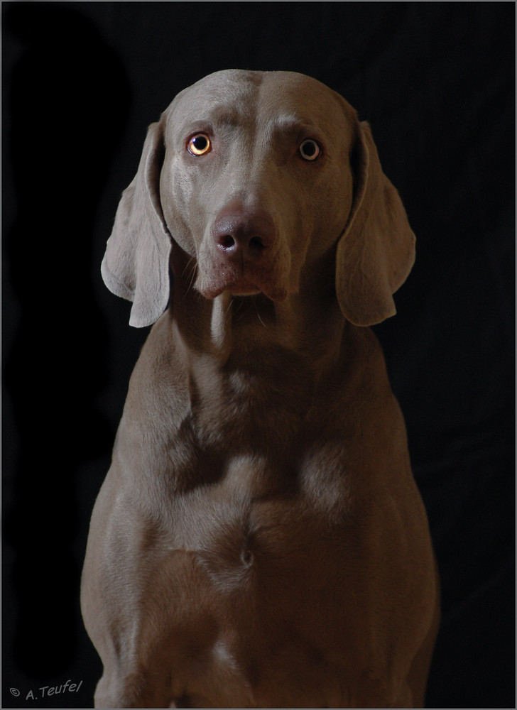 Weimaraner im Studio