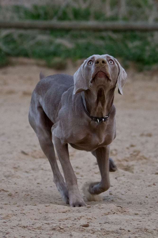 Weimaraner in Action