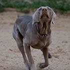 Weimaraner in Action