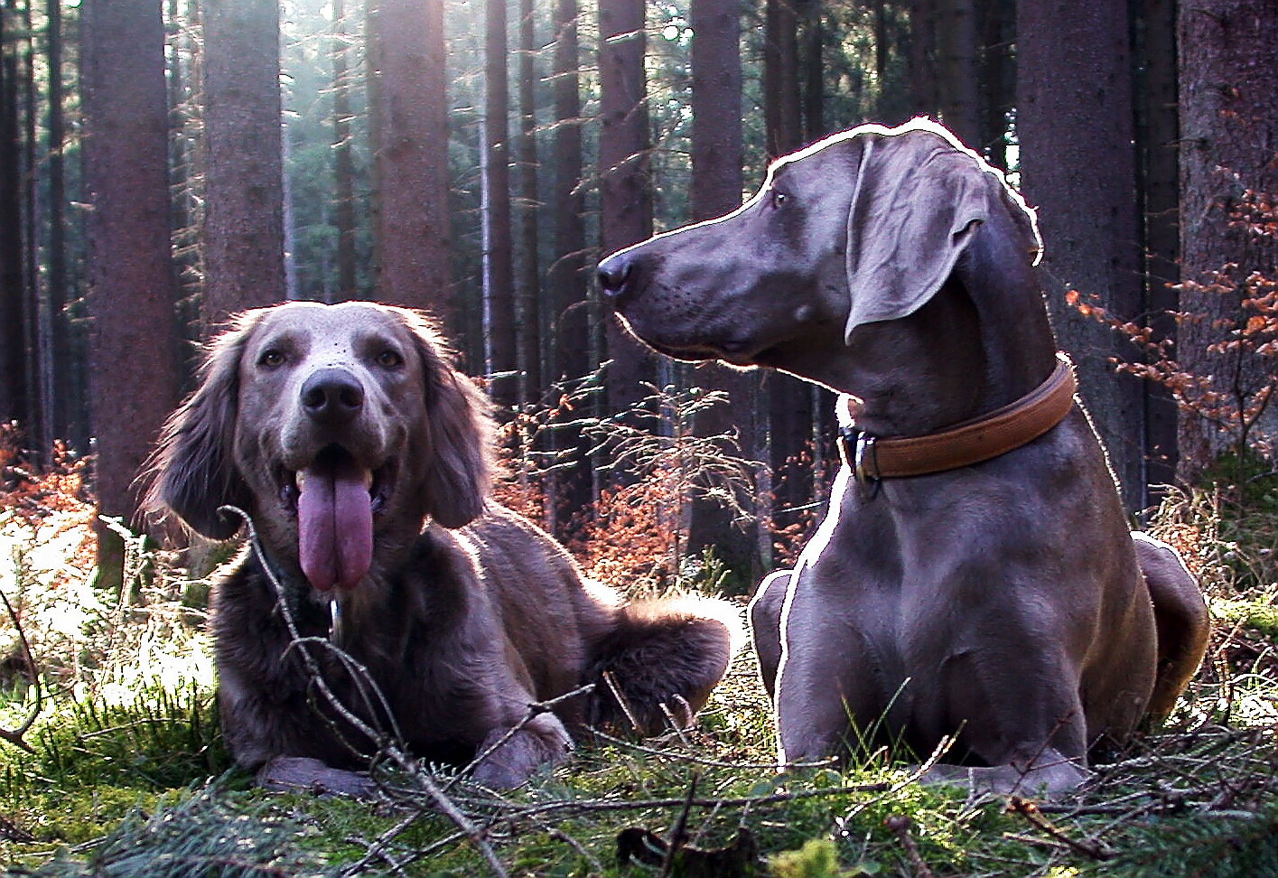 weimaraner in der Pause