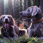 weimaraner in der Pause