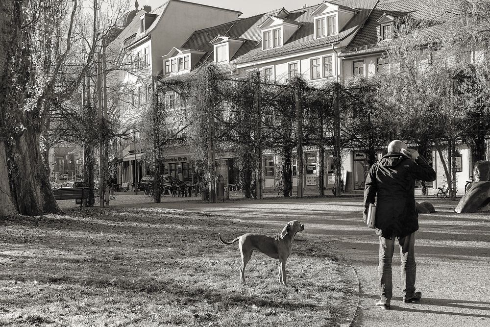 Weimaraner in Weimar