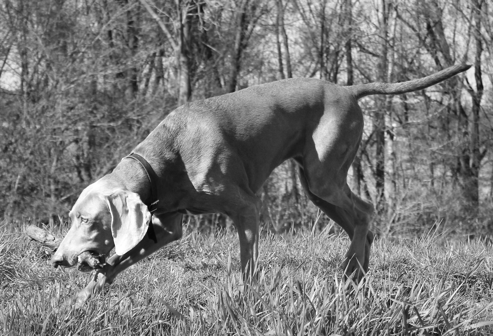 Weimaraner Jagdhund