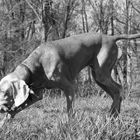 Weimaraner Jagdhund