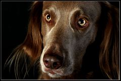 Weimaraner Langhaarhündin..