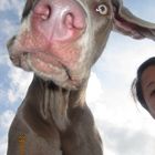 Weimaraner Merlin