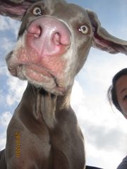 Weimaraner Merlin