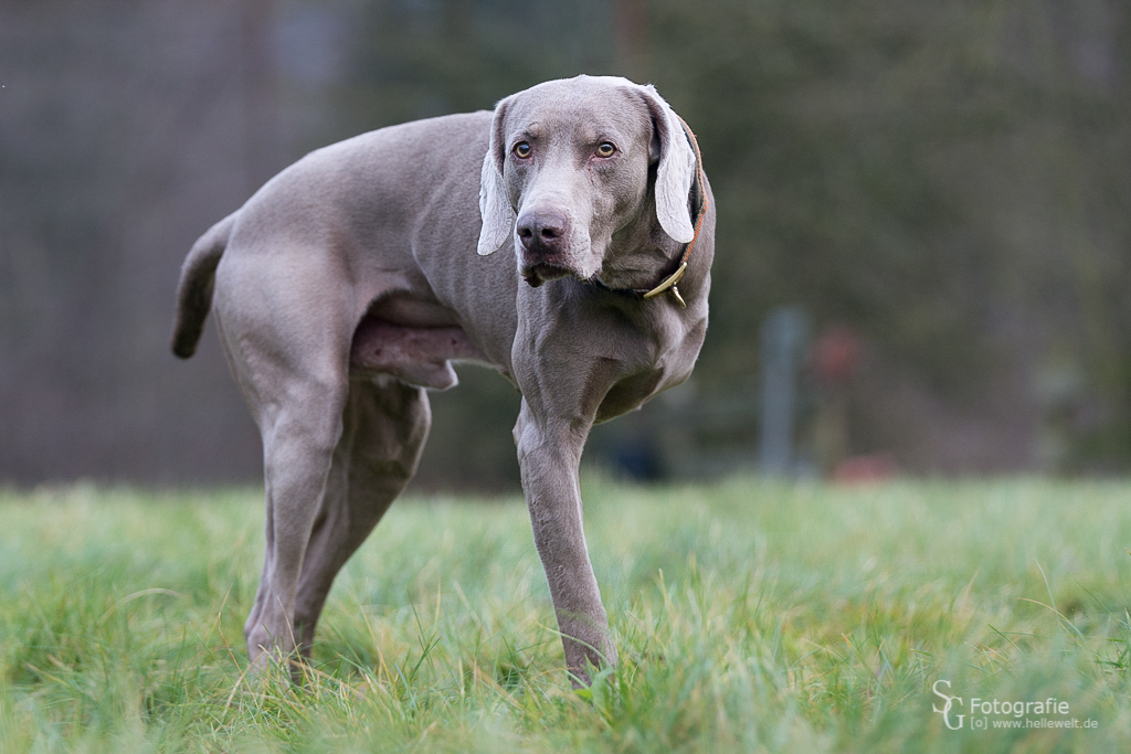 Weimaraner mit nur 3 Beinen